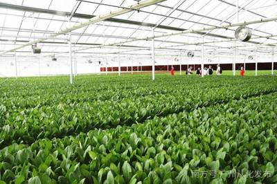 全省首個植物工廠首批蔬菜從化上市，粵港澳大灣區市民有口福了！